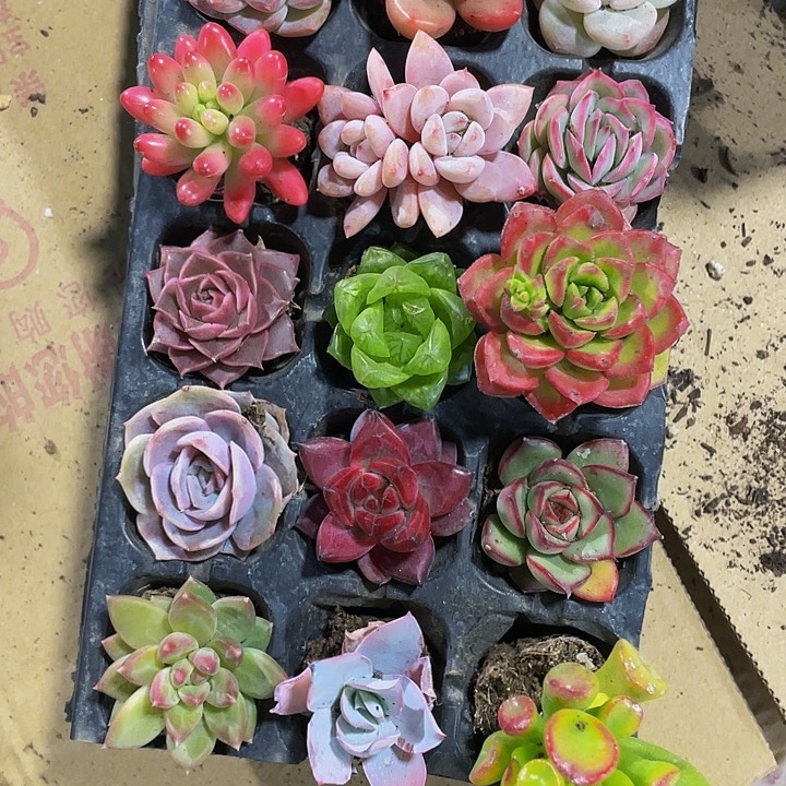 15颗品种组合15个一组