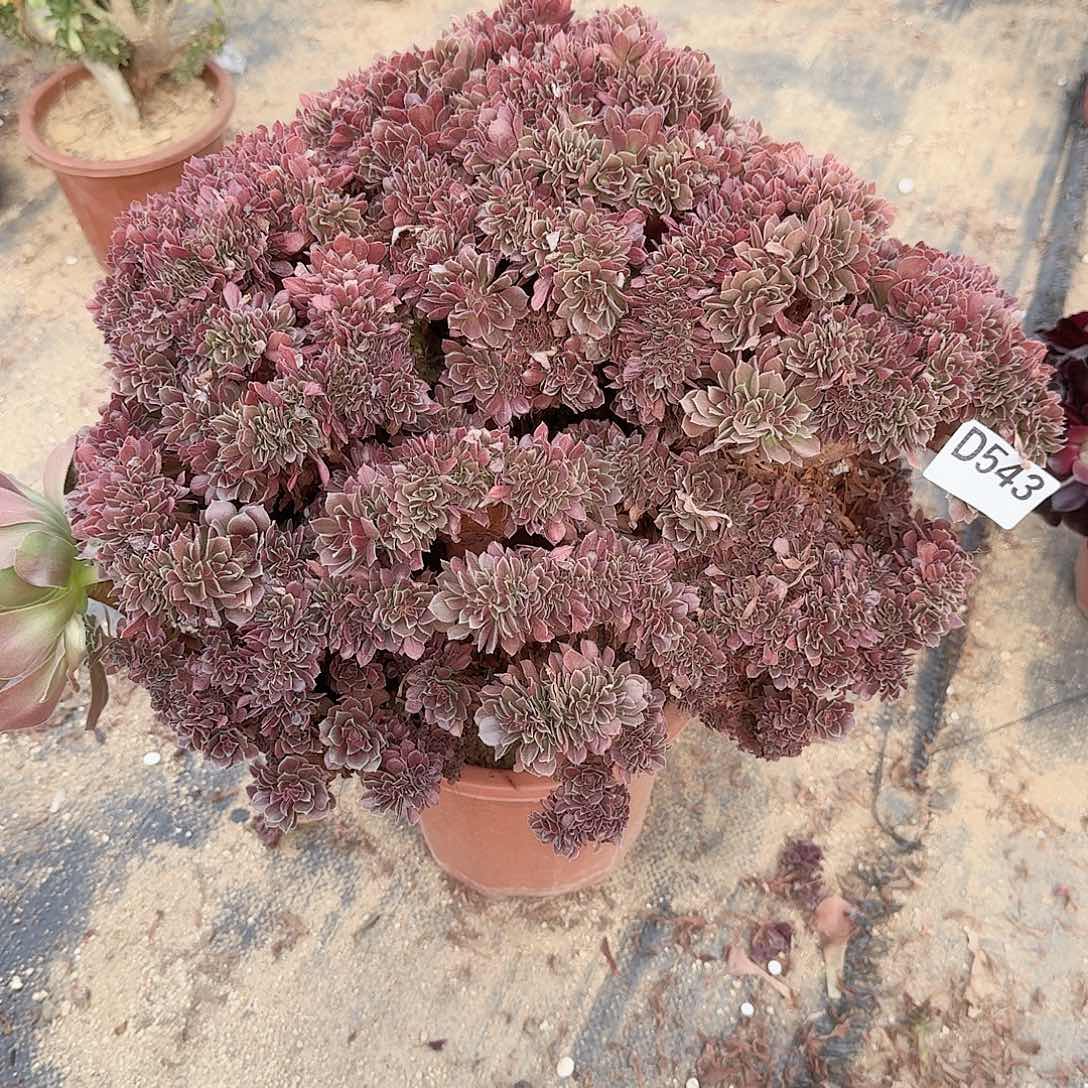 543玫瑰朵朵有伤一颗呀呀