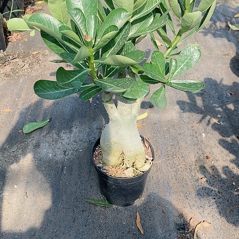 【闪购商品】无花朵摩****