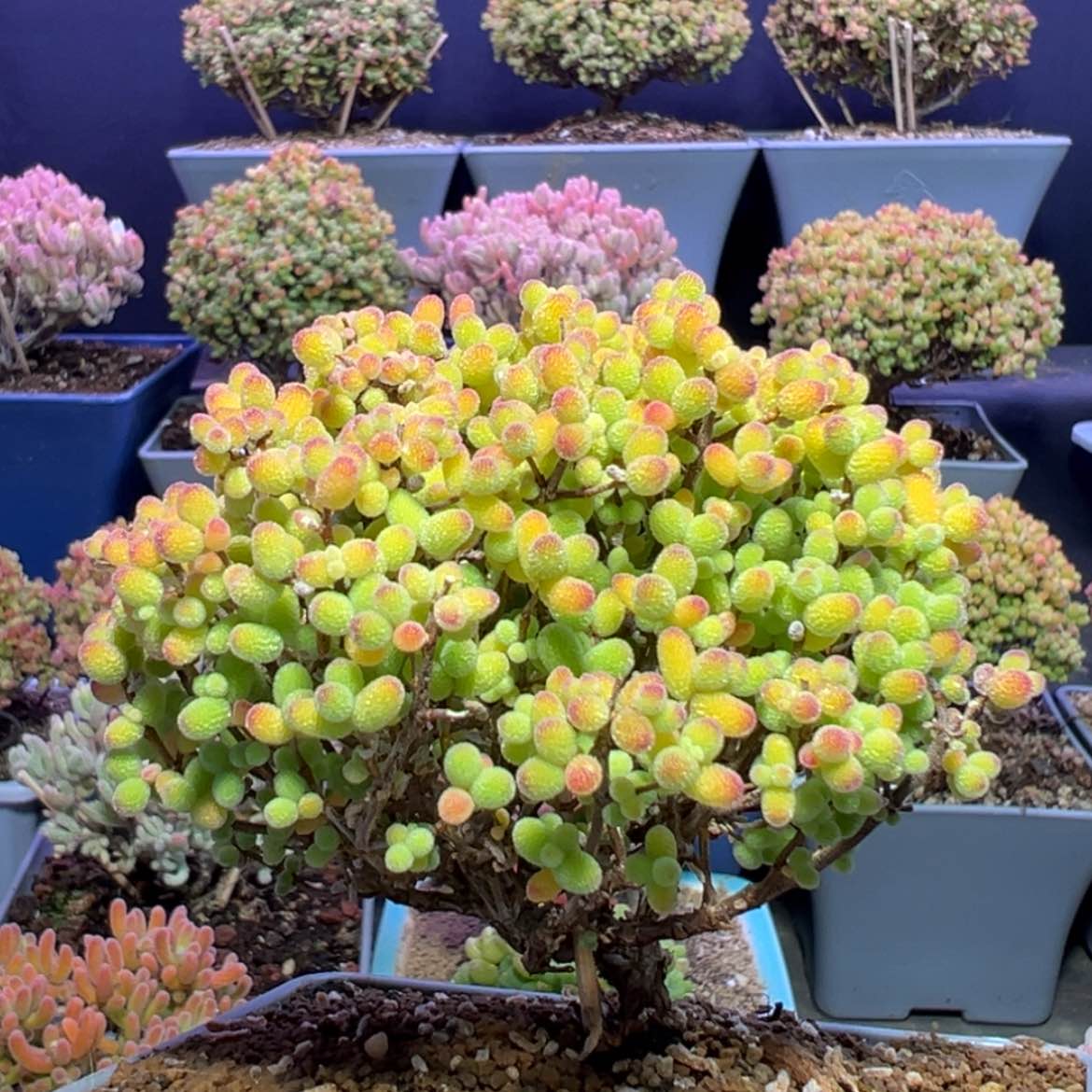 【闪购商品】d651金桔糖球冠幅8cm