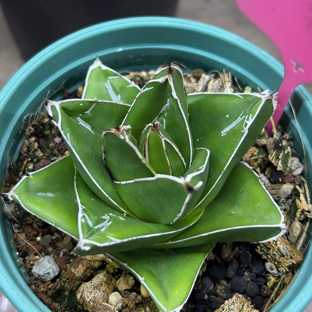 桃太郎一物一拍偏远不包邮不退不换