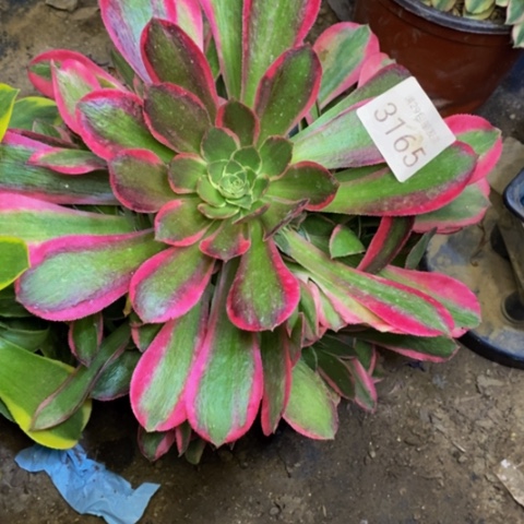 妖月多肉植物3165