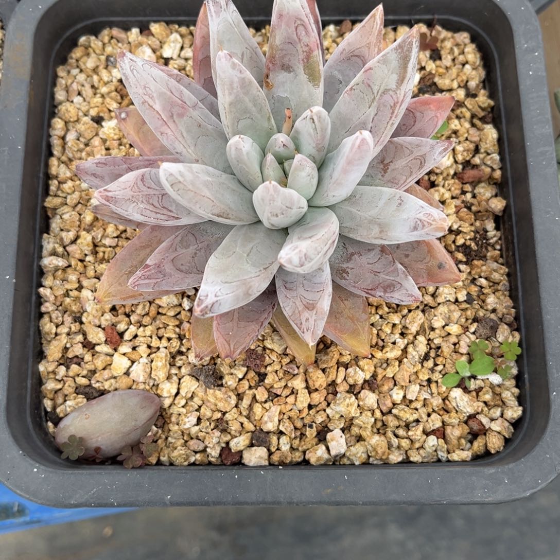 林***默多肉植物杜里万多肉