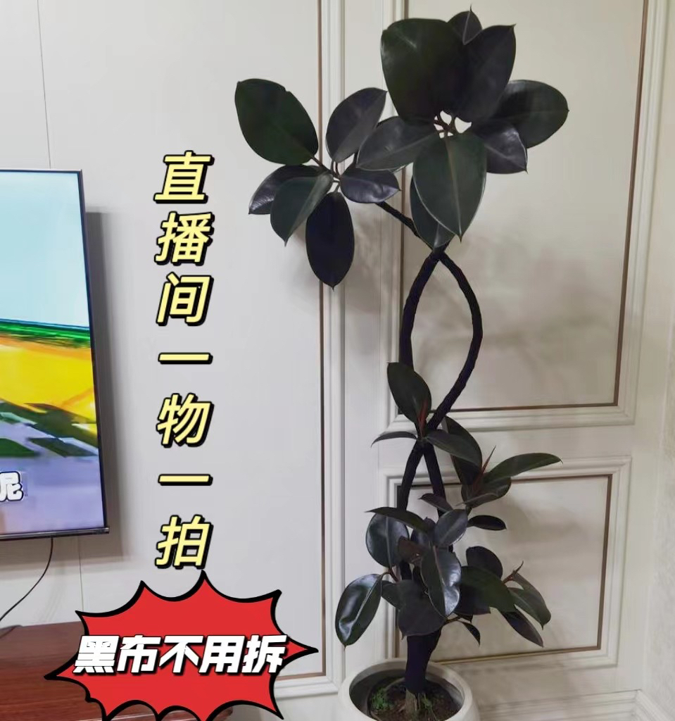 黑金刚橡皮树客厅大植物造型室内大型绿植好养四季办公室阳台盆栽