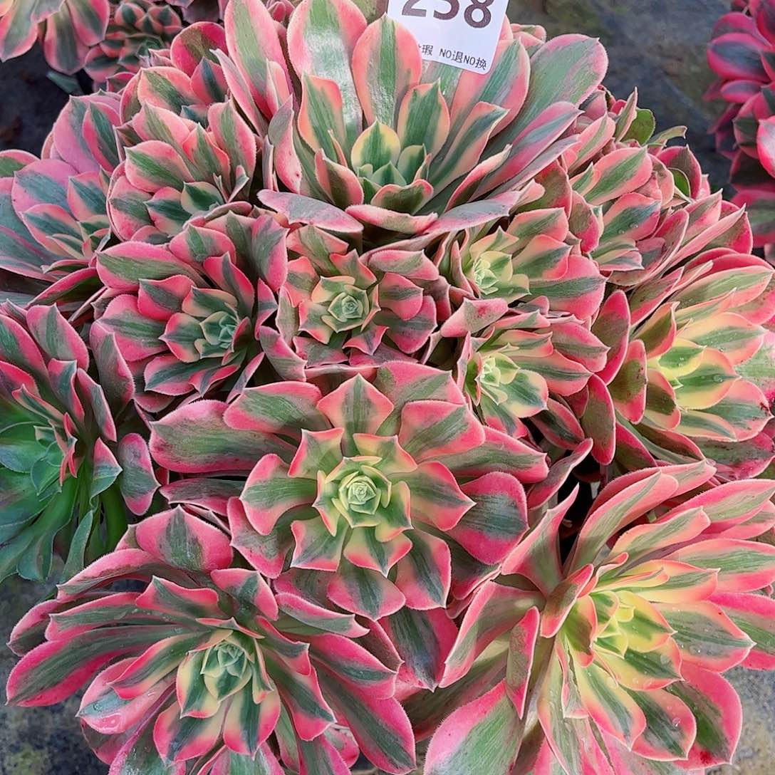 无花朵秋**拂多肉植物女妖寄养258