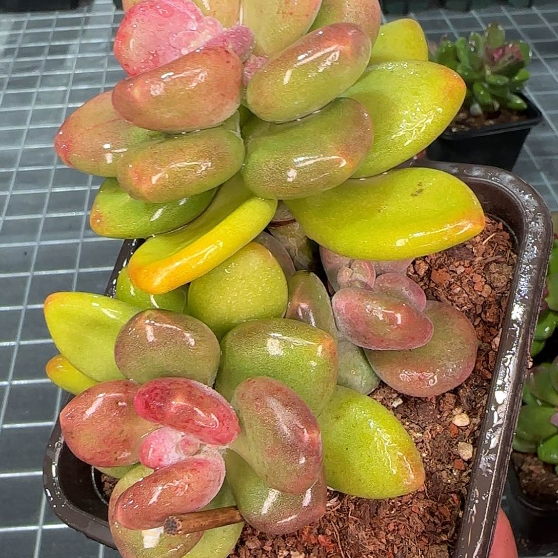 从前慢花园精选芒果奶