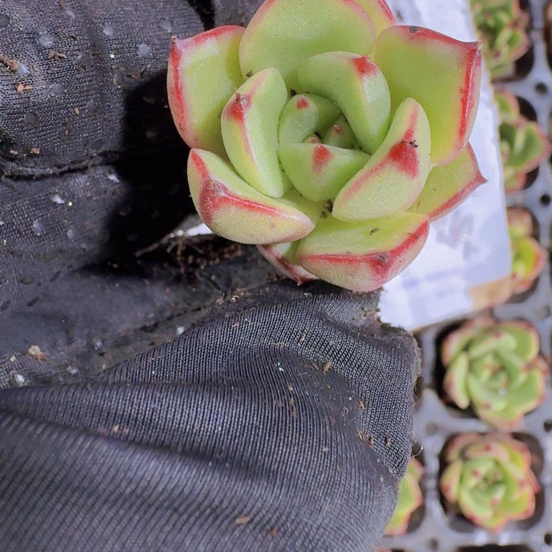 精品红牛两颗一组