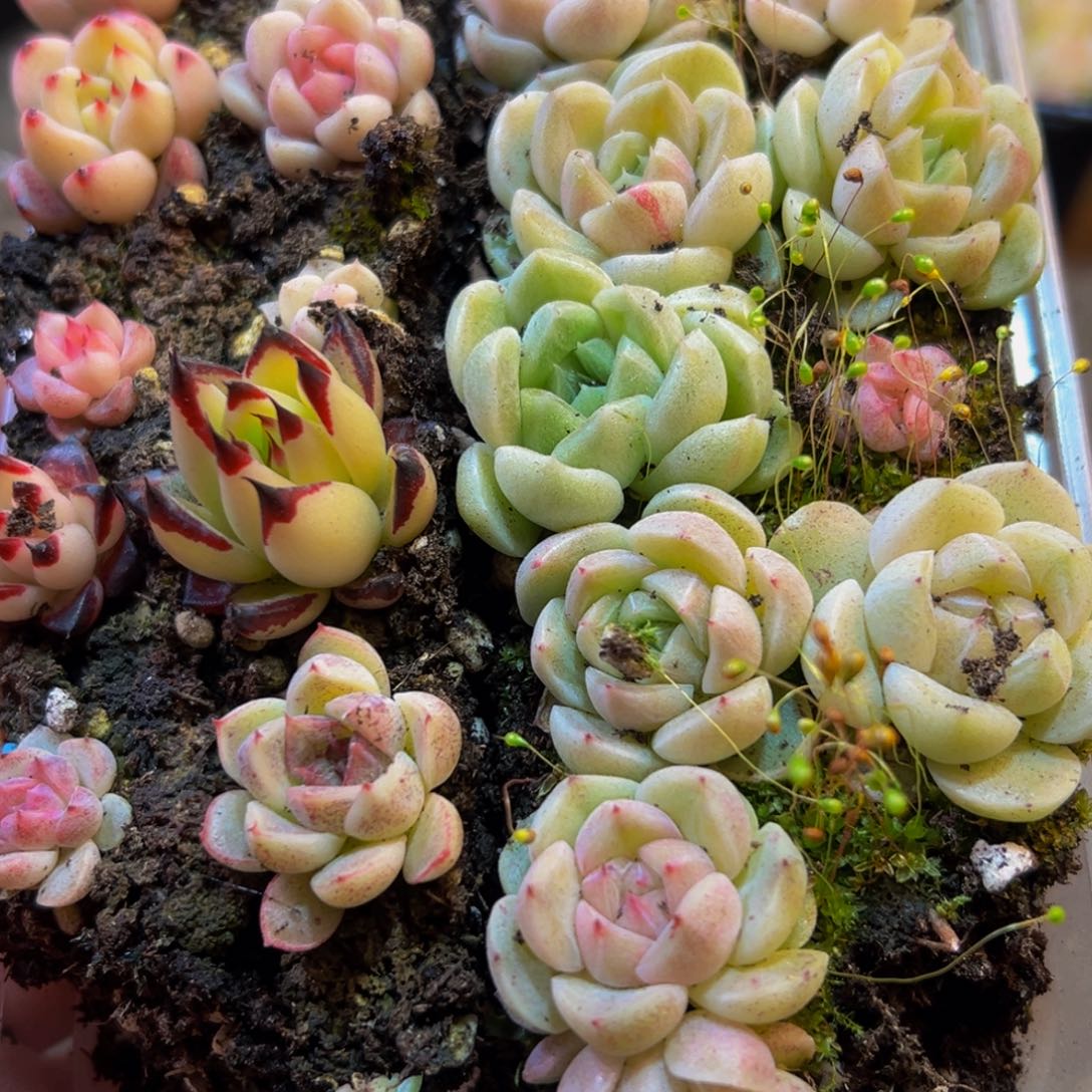 640多肉葡萄的味道是真的