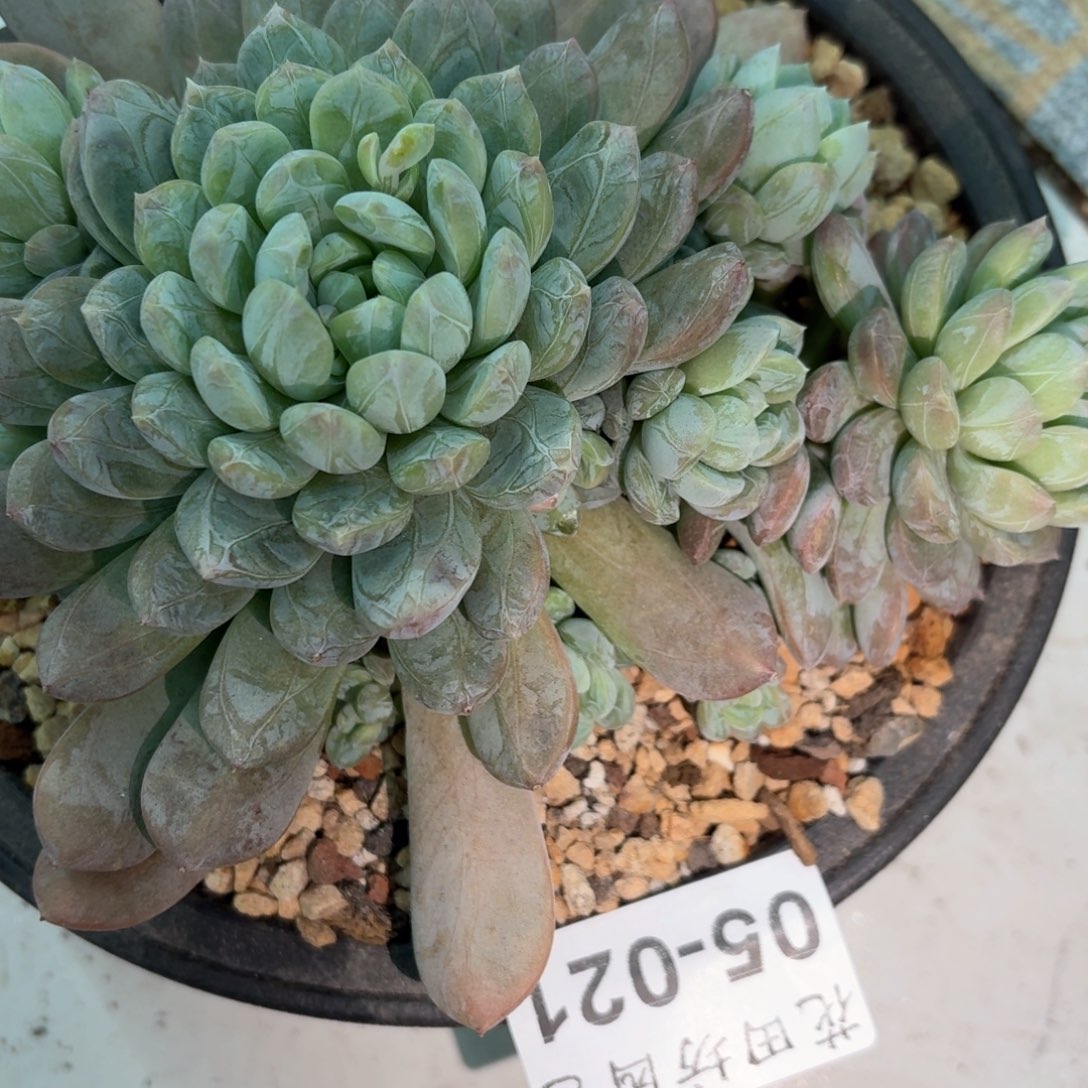 05.21百达翡翠多肉