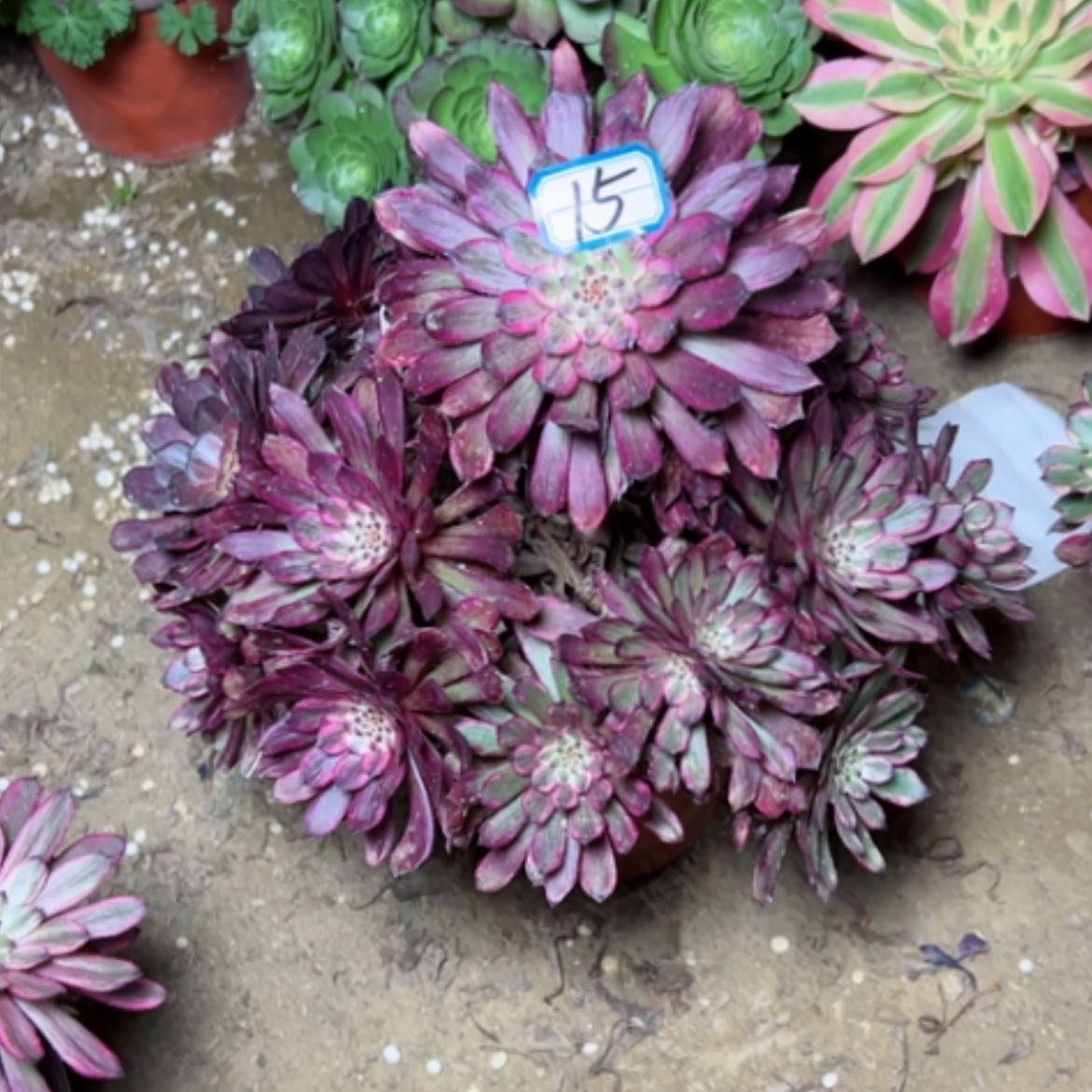 【闪购商品】多肉植物紫霞15