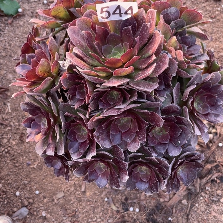 544多肉植物荷兰玫瑰