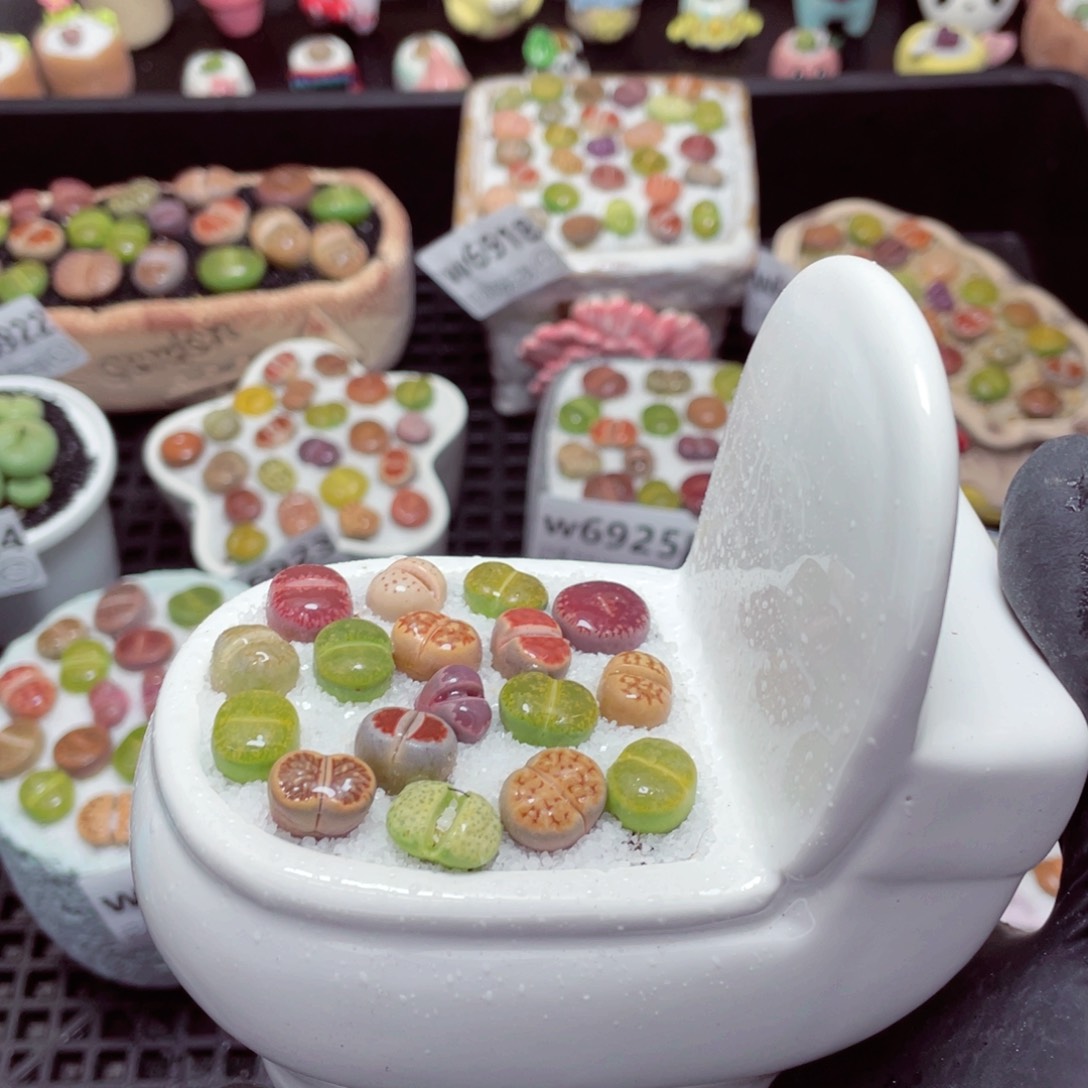 w6928--带盆土发货，零下地区拍保温箱