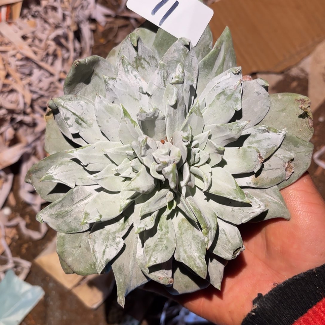 3代杂交仙女杯多肉对瑕疵