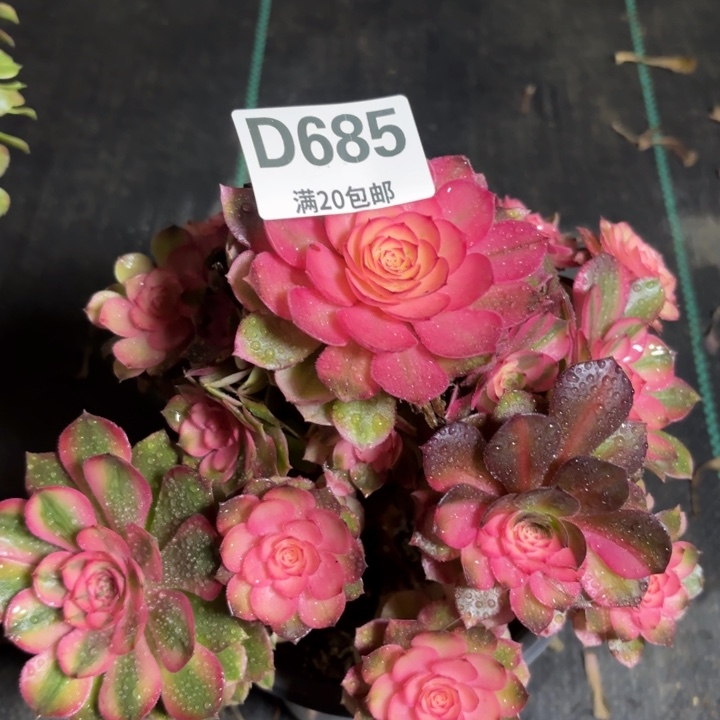 瑞妈一物一拍685