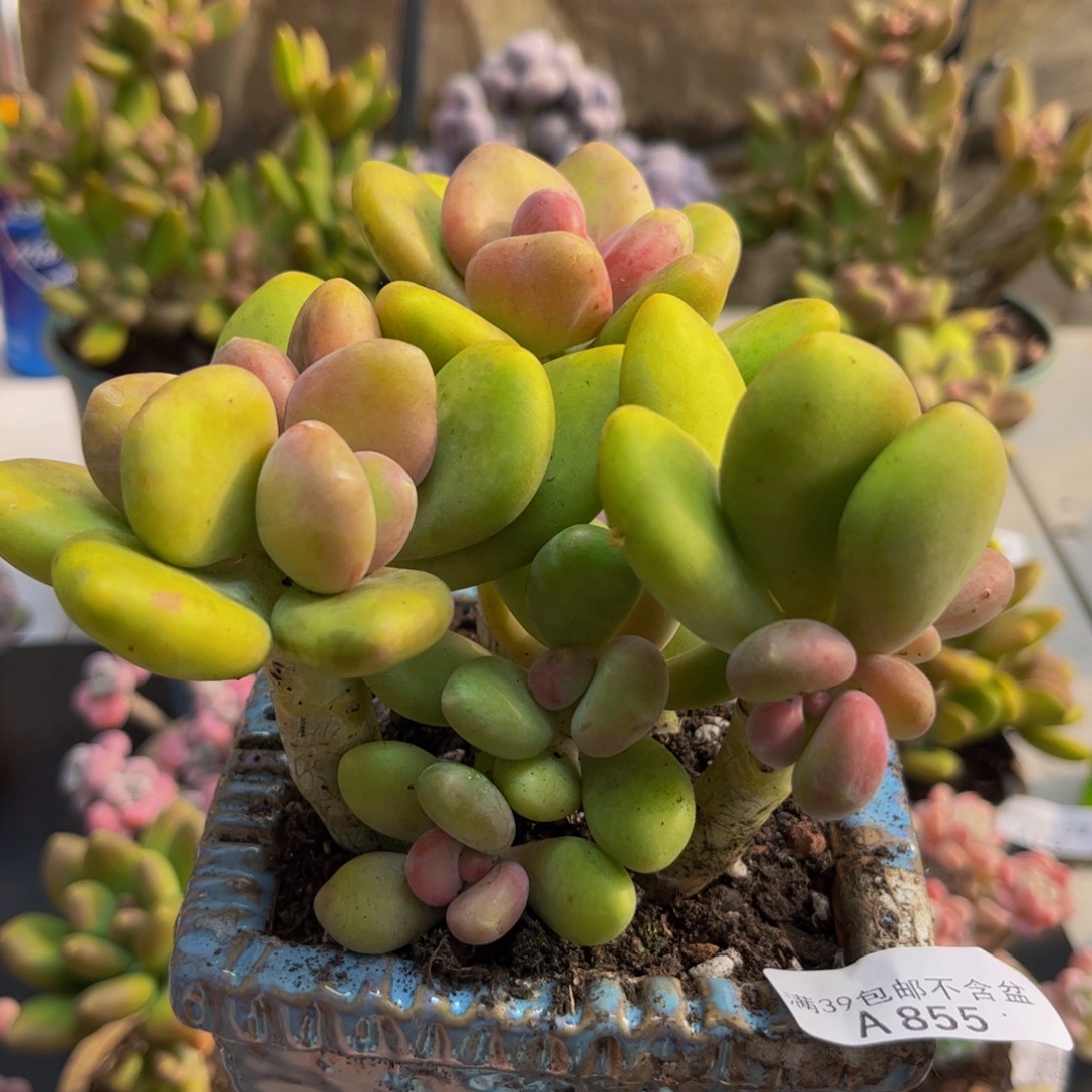 855芒果奶10cm多肉植物