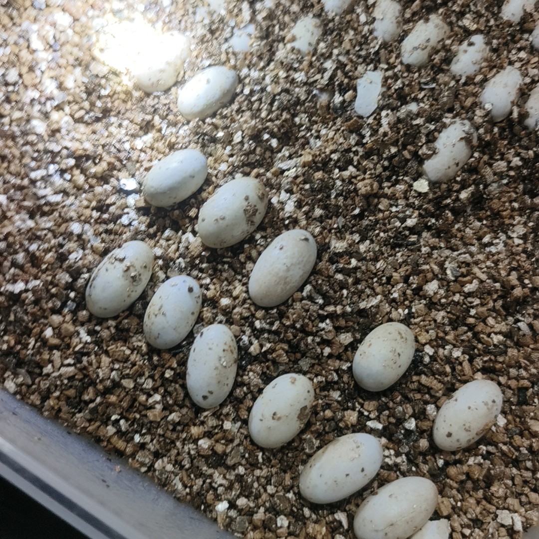 人工养殖果核观赏龟