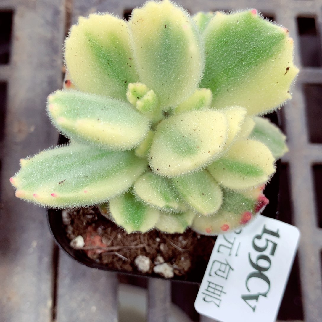 5厘米盆精控多肉159