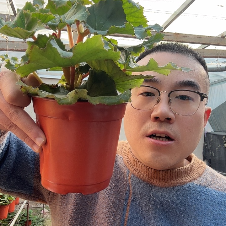 完全开放红色➕保温