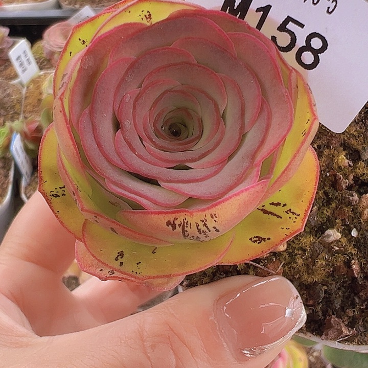 山地玫瑰特价开播福利158