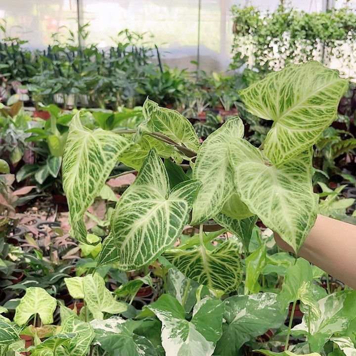 完全开放331巴迪布纹