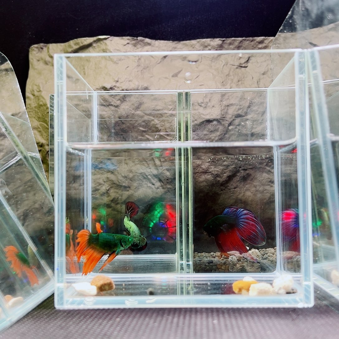 海胆精品精品精品精品精品