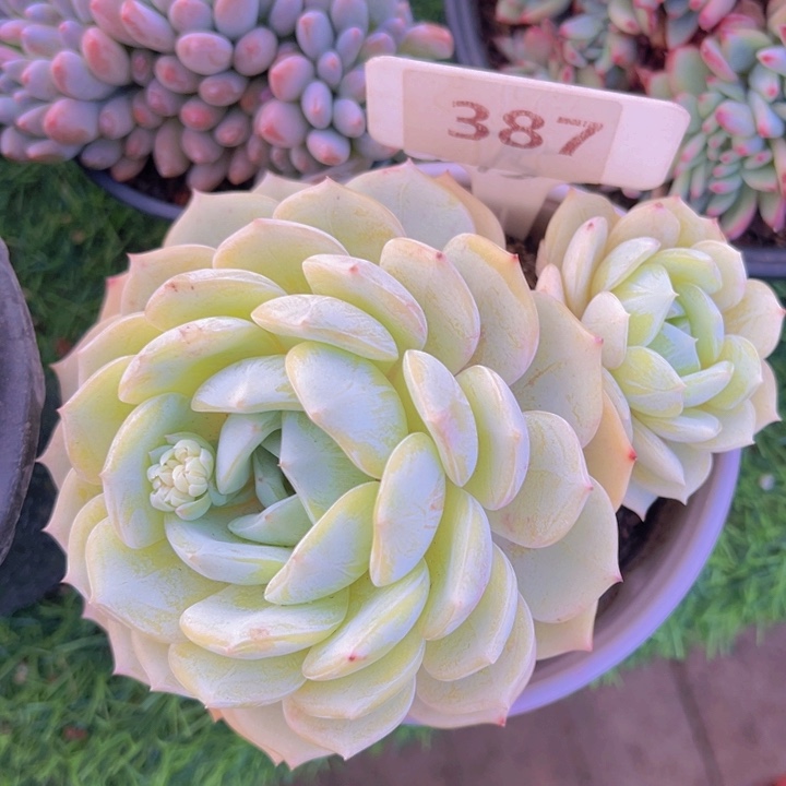 健健康康平平安安