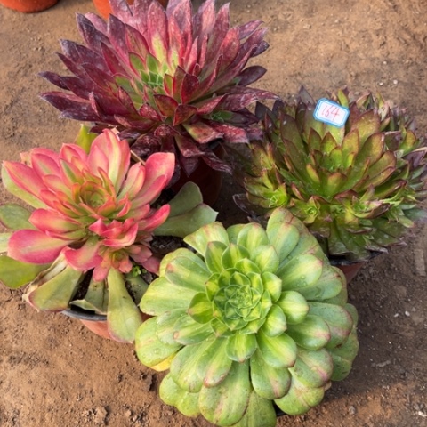 164多肉植物组合