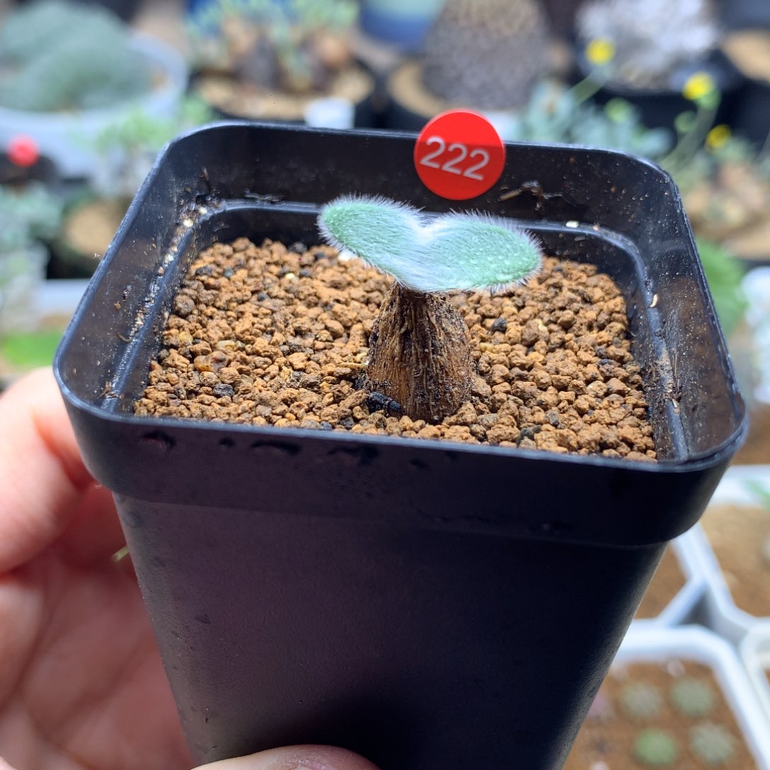 毛叶石蒜母本带盆