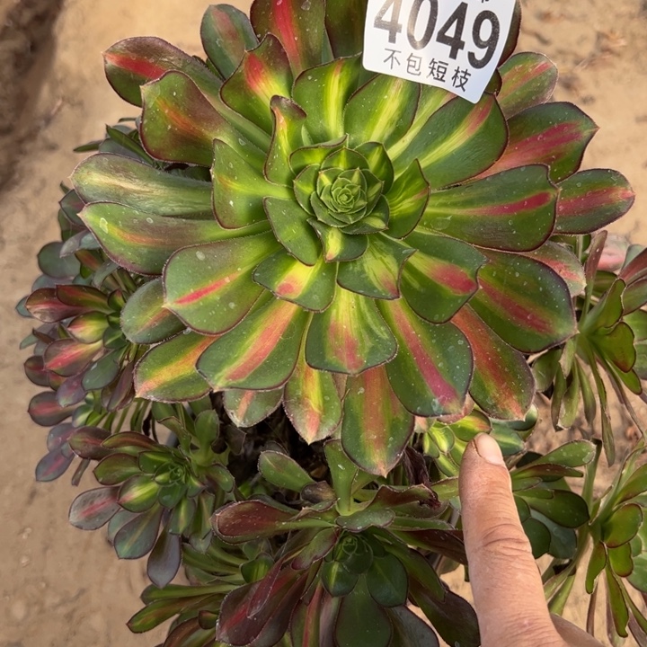 爱马仕中斑多肉植物4049