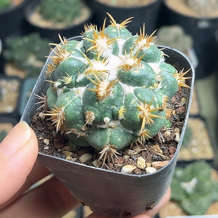 老*精刺缀象牙丸5颗一组