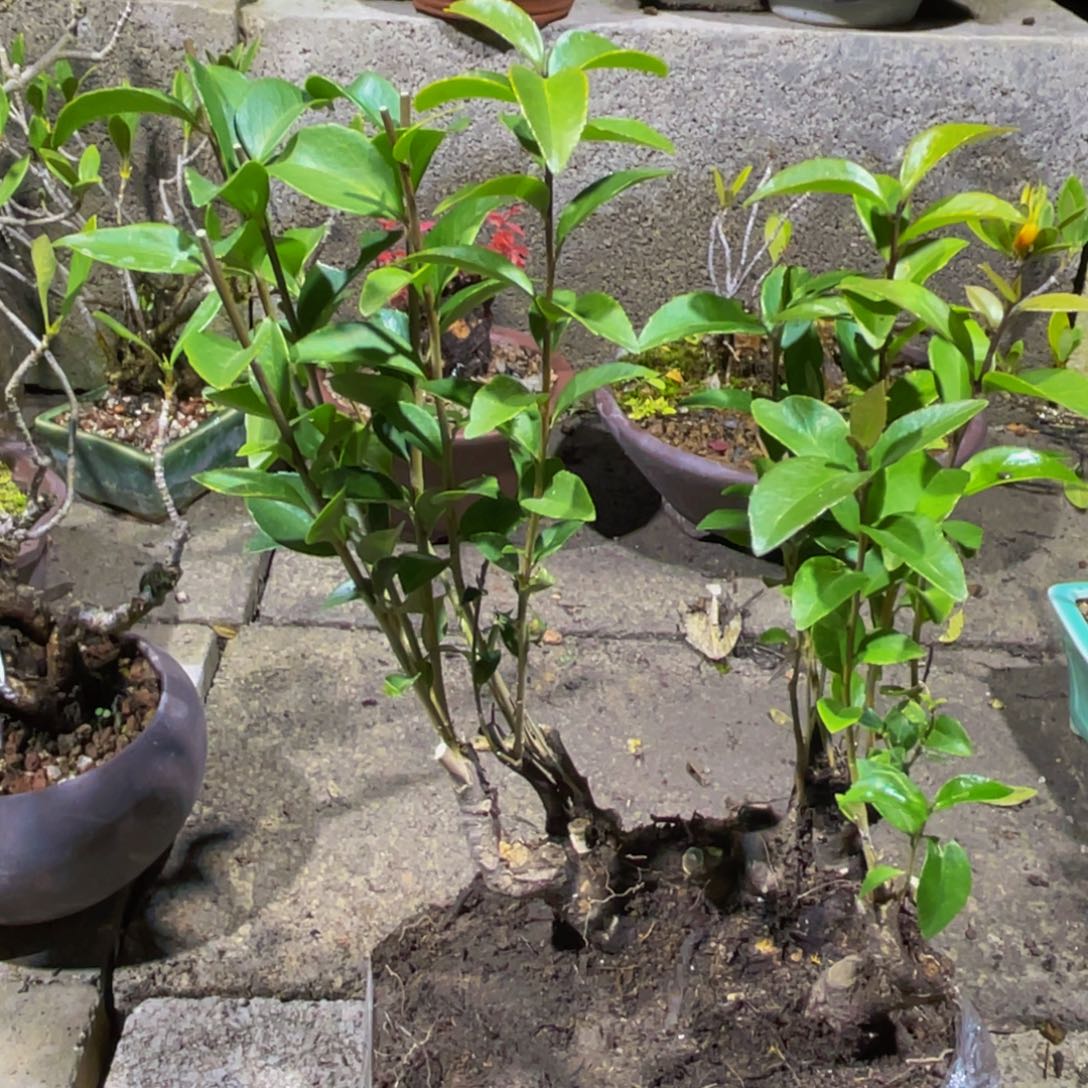 当前无花朵，栽培后可花朵