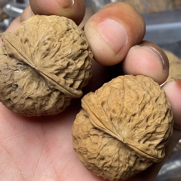 把件文玩核桃云南铁核桃91