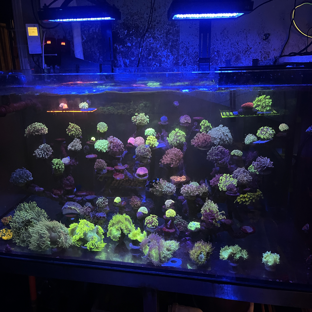 珊瑚工厂一图一物