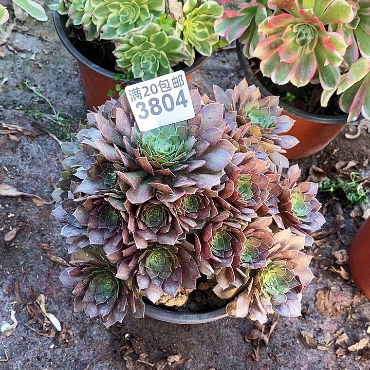 3804 一颗红魔法师