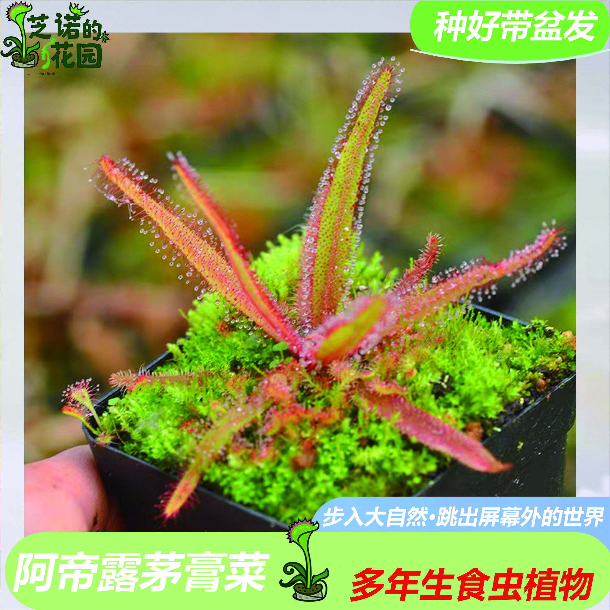 阿帝露阔叶茅膏菜食盆栽可驱蚊虫新奇绿植食虫植物小盆栽