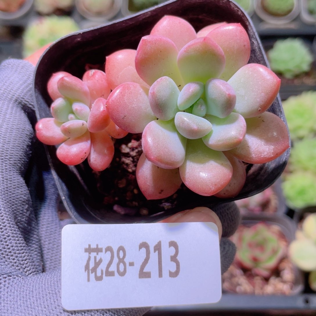 花利美28-213白鹭