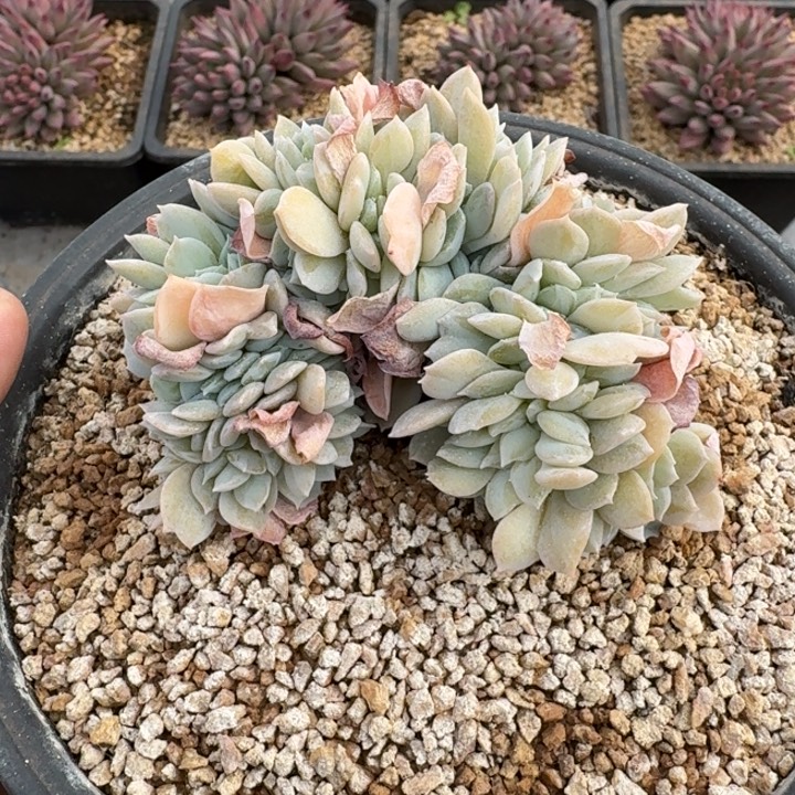 白茶 缀化 一物一拍