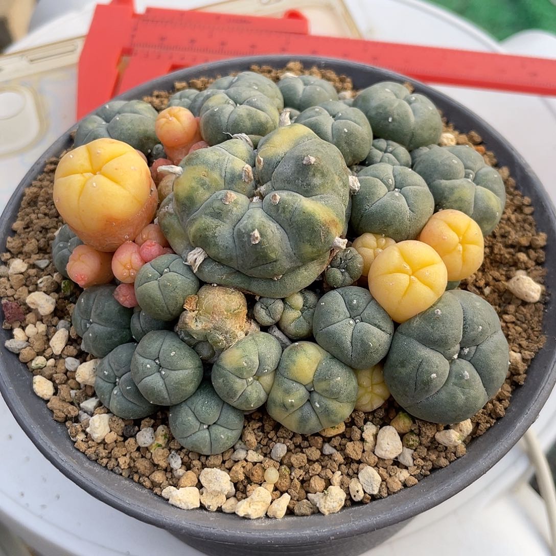 同***乐仙人球无刺草球锦自根带盆