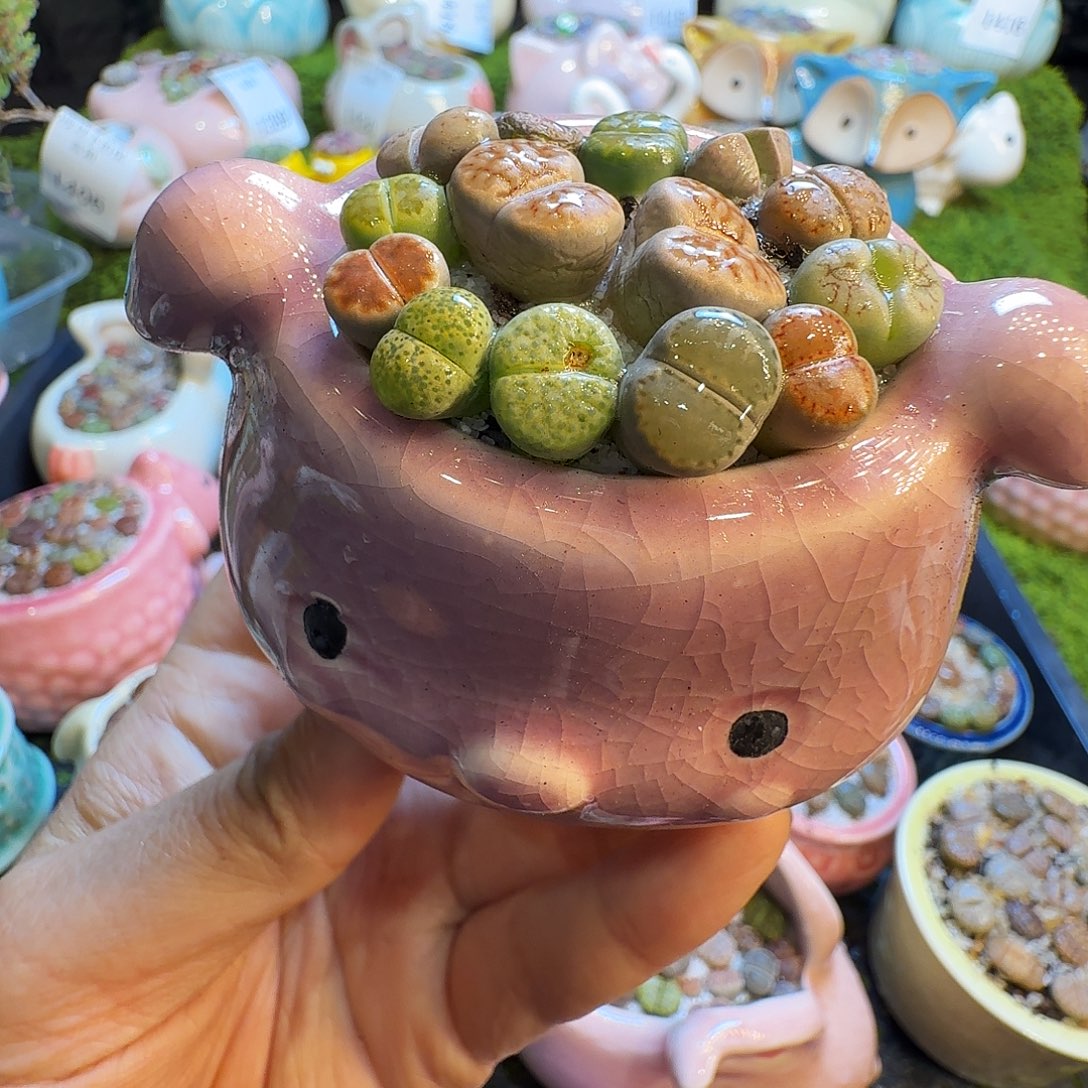 多肉植物福利冲1439