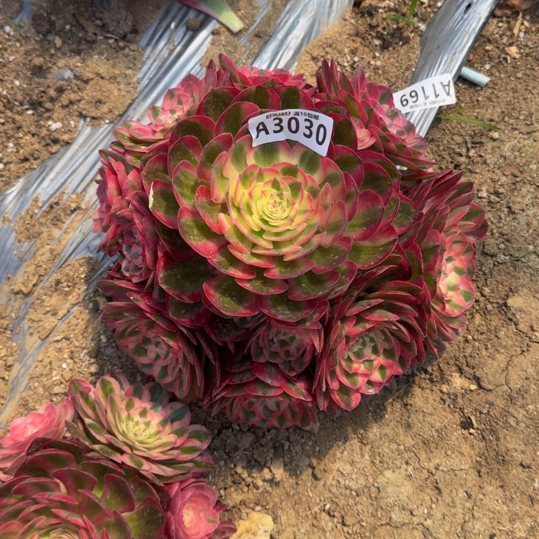 3030荔枝多肉植物