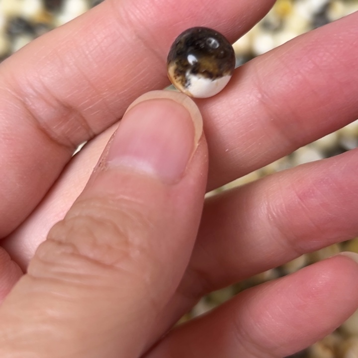 蜜蜡未镶嵌裸石9.6mm一个