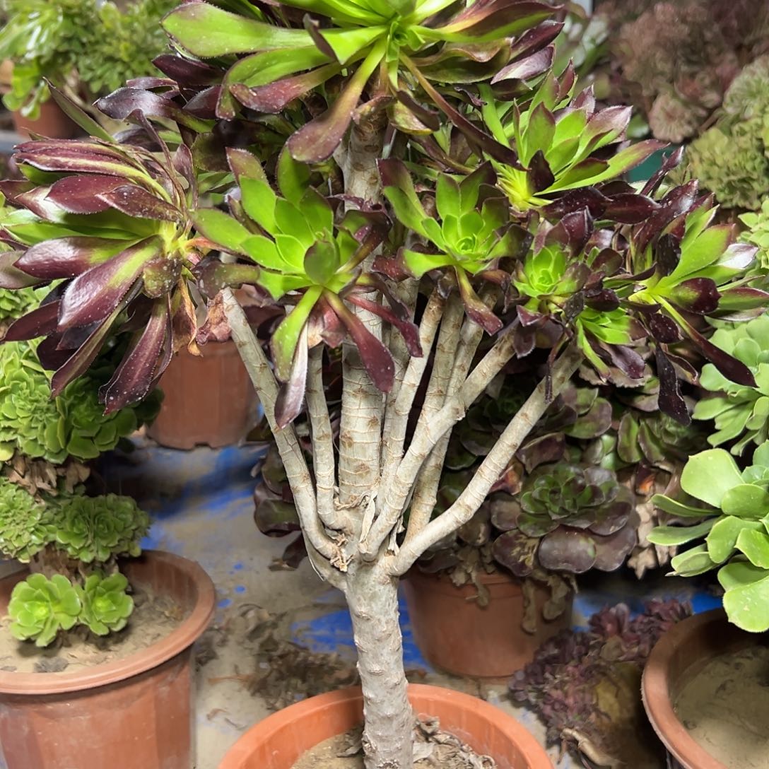 ****多112肉植物黑法师法师