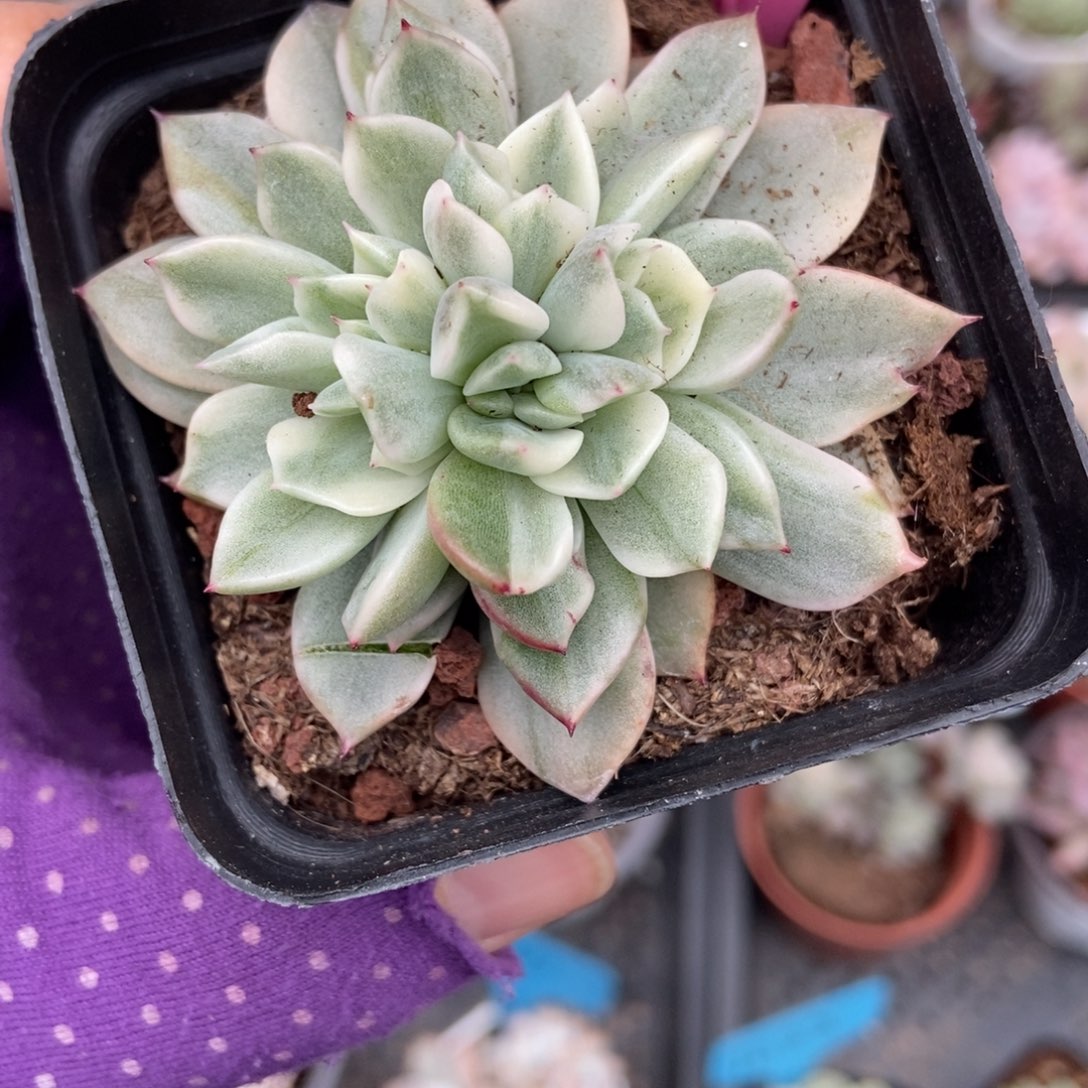 111麦秆锦多肉植物