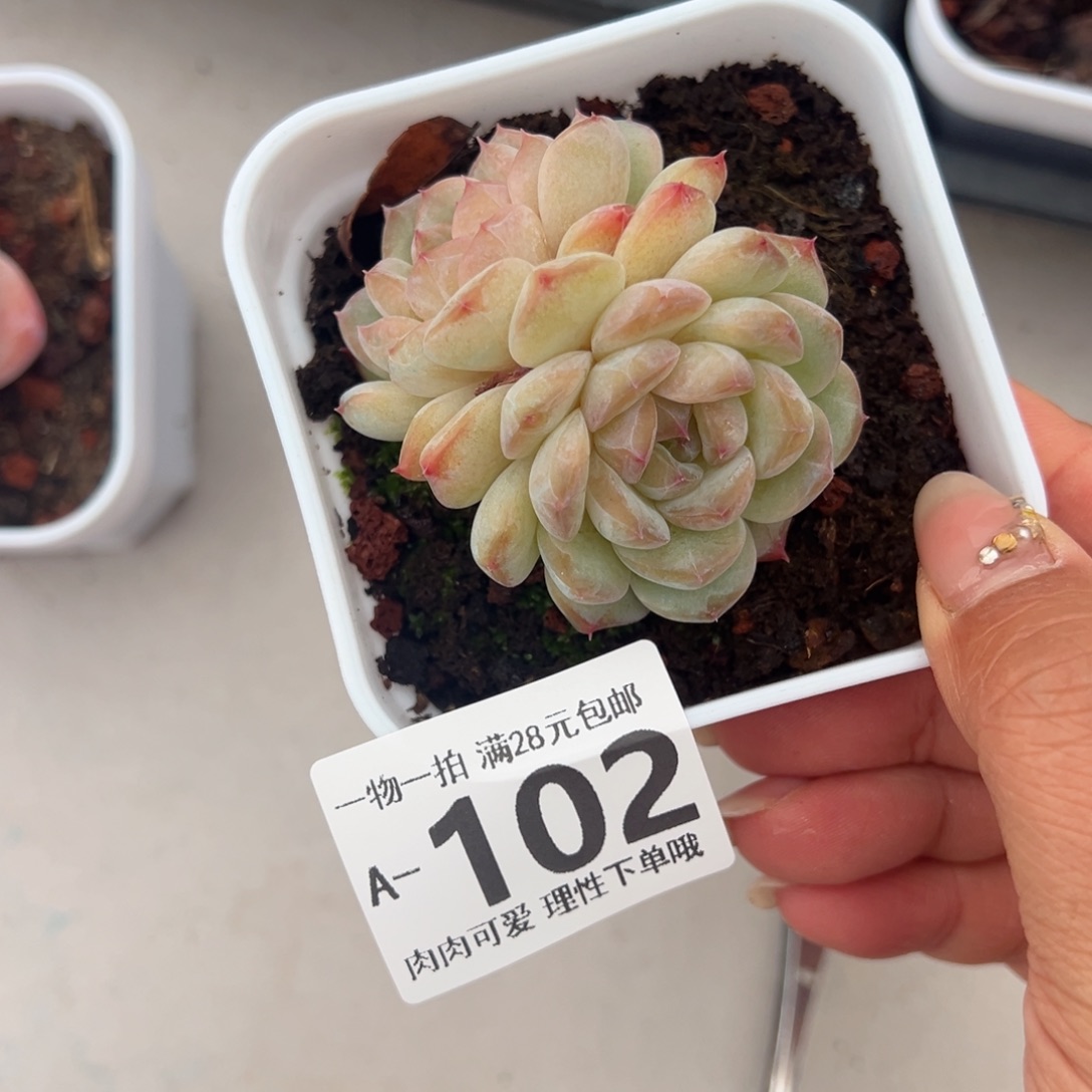 冰魄多肉多肉多肉多肉