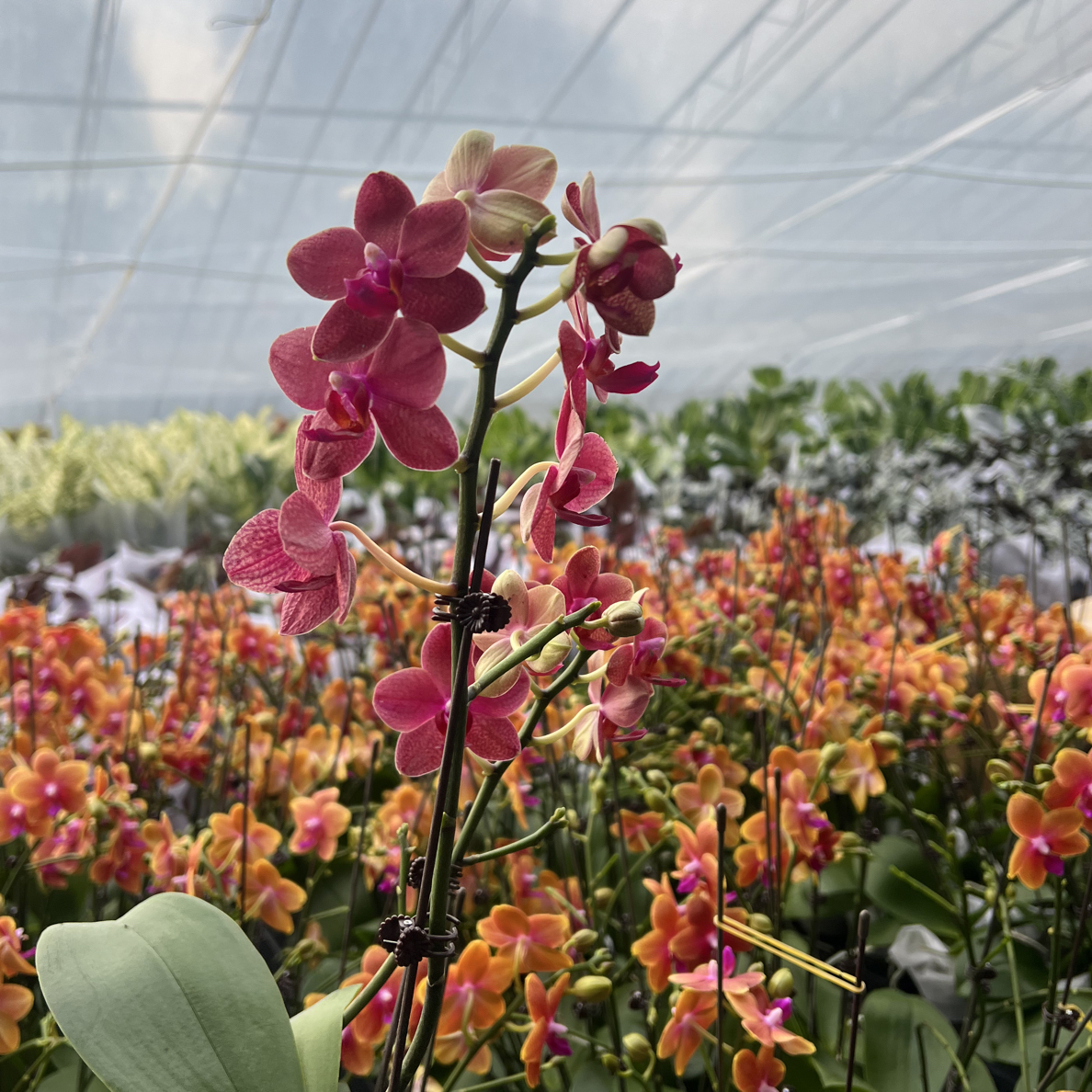 【红色玫瑰】3.5寸 带花全花发货