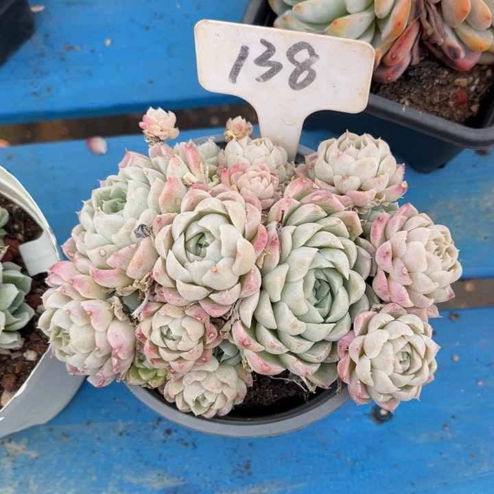 白月影多肉植物138