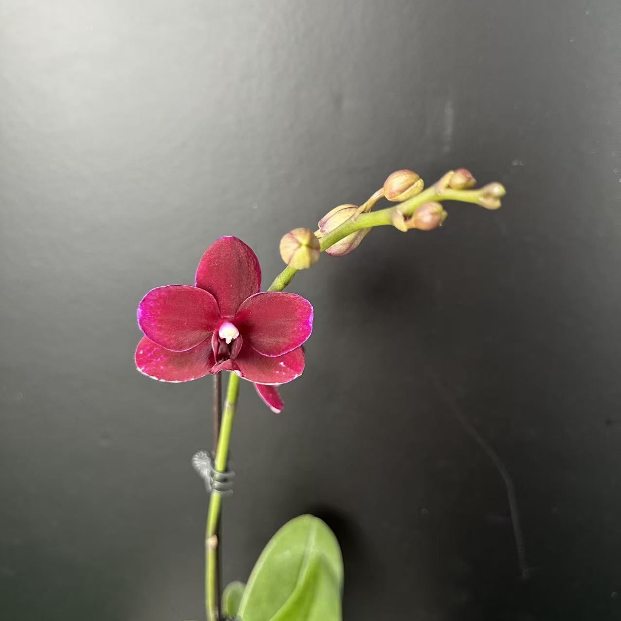 予兰花卉（胭脂）带花带花苞3.0寸杯发货