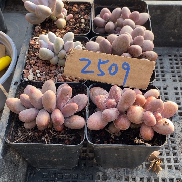 盼***盼无花朵2509号一物一拍糖果