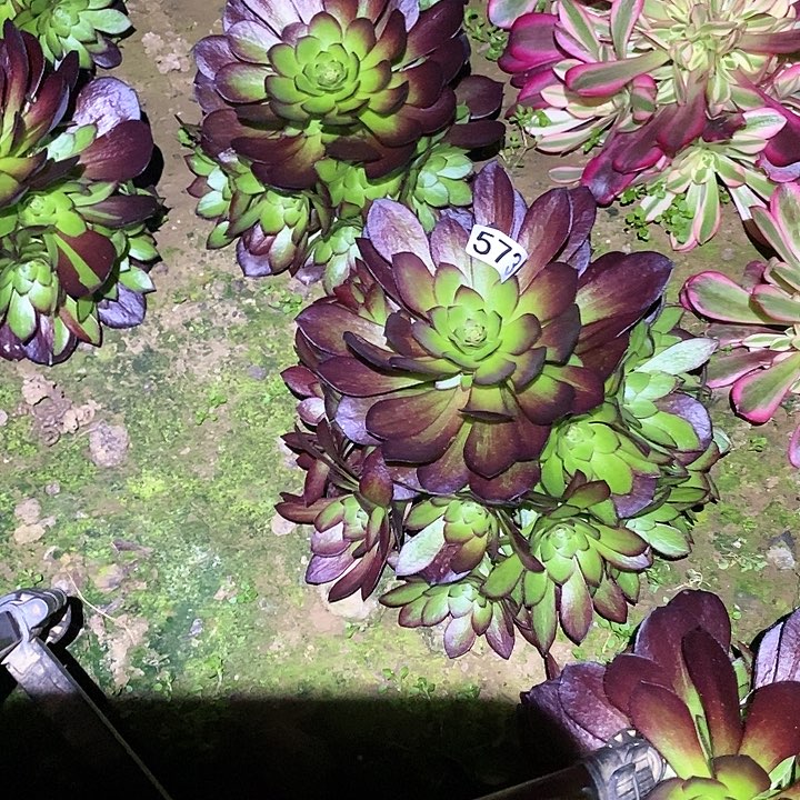 多肉植物法师573黑寡妇