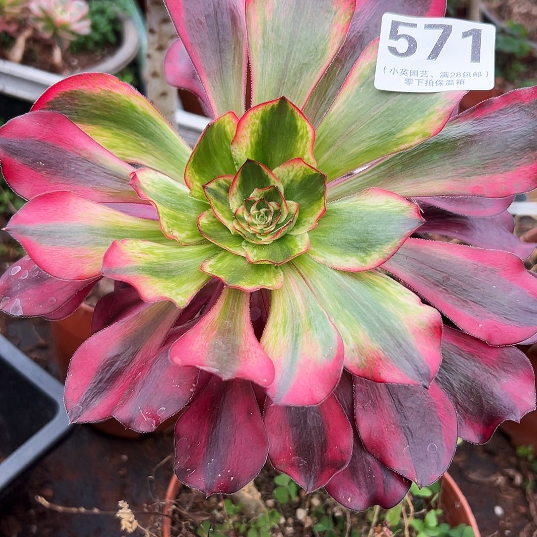 多肉植物571巫毒白